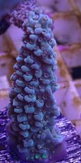 画像2: No.80 UCA産 ヤスリミドリイシ (2)