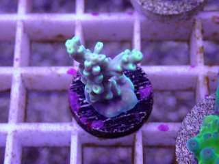 バイタルウェーブ2 バイオレット 1つ を買うならアクアスタイル