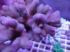 画像2: No.1 フィジー産ショウガサンゴ (2)