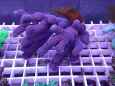 画像1: No.2 フィジー産ショウガサンゴ (1)