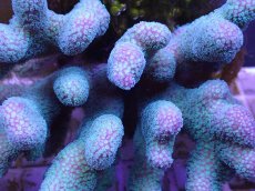 画像2: No.3 フィジー産ショウガサンゴ (2)