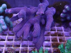 画像1: No.4 フィジー産ショウガサンゴ (1)