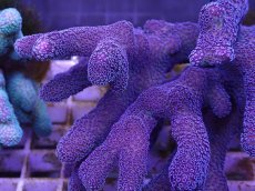 画像2: No.4 フィジー産ショウガサンゴ (2)