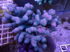 画像1: No.6 フィジー産ショウガサンゴ (1)