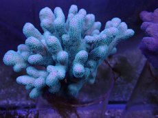 画像1: No.7 フィジー産ショウガサンゴ (1)