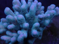 画像2: No.7 フィジー産ショウガサンゴ (2)