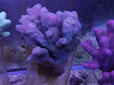 画像1: No.8 フィジー産ショウガサンゴ (1)