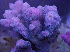 画像2: No.8 フィジー産ショウガサンゴ (2)