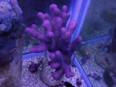 画像1: No.9 フィジー産ショウガサンゴ (1)