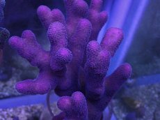 画像2: No.9 フィジー産ショウガサンゴ (2)