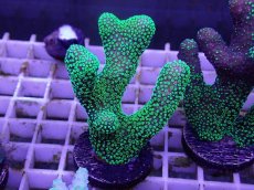 画像1: No.14 フィジー産ショウガサンゴ (1)