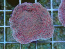 画像1: No.1 CE Monti Red Rose　　【入荷個数が少ないです！】 (1)