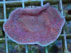 画像1: No.3 CE Monti Red Rose　　【入荷個数が少ないです！】 (1)