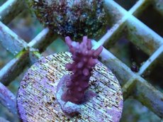 画像1: No.109 CE Acro Red Dragon　　【入荷個数が少ないです！】 (1)