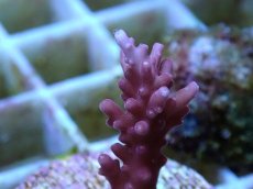 画像2: No.109 CE Acro Red Dragon　　【入荷個数が少ないです！】 (2)