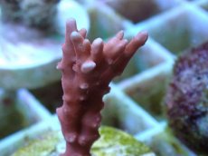 画像2: No.110 CE Anacropora TNT　　【入荷個数が少ないです！】 (2)