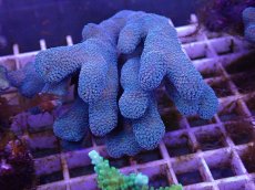 画像1: No.15 フィジー産ショウガサンゴ (1)