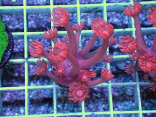 ハナガササンゴ レッド No.9 トンガ産 ハナガササンゴ レッドを買うならアクアスタイル