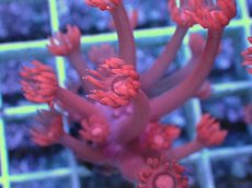 画像2: No.1 トンガ産 ハナガササンゴ　レッド (2)
