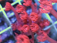 画像2: No.3 トンガ産 ハナガササンゴ　レッド (2)
