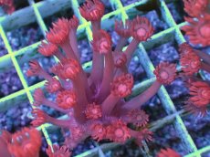 画像1: No.5 トンガ産 ハナガササンゴ　レッド (1)