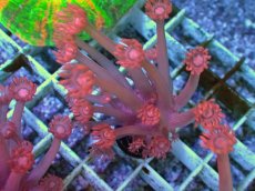画像1: No.6 トンガ産 ハナガササンゴ　レッド (1)