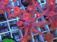 画像1: No.7 トンガ産 ハナガササンゴ　レッド (1)