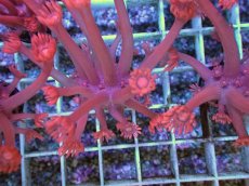 画像1: No.8 トンガ産 ハナガササンゴ　レッド (1)
