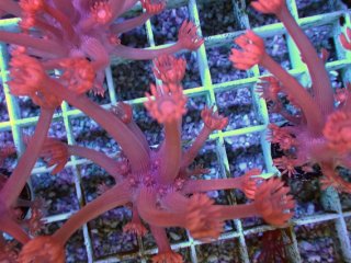 No.9 トンガ産 ハナガササンゴ レッドを買うならアクアスタイルユー