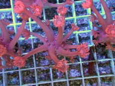 画像2: No.9 トンガ産 ハナガササンゴ　レッド (2)