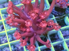 画像1: No.11 トンガ産 ハナガササンゴ　レッド (1)