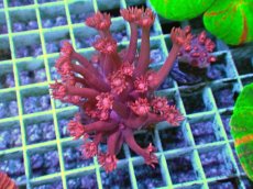 画像2: No.11 トンガ産 ハナガササンゴ　レッド (2)