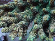 画像2: No.34 CF産 ハイマツミドリイシ (2)