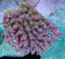 画像1: No.35 CF産 Acropora anthocercis (1)