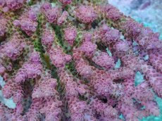画像2: No.35 CF産 Acropora anthocercis (2)