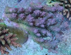 画像1: No.38 CF産 Acropora anthocercis (1)