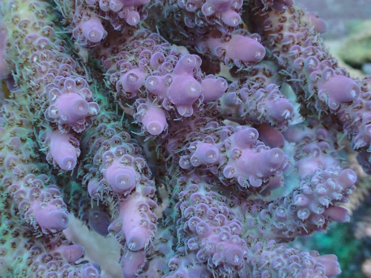 画像2: No.38 CF産 Acropora anthocercis (2)
