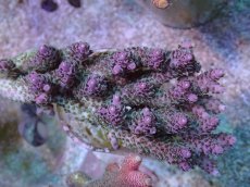 画像1: No.44 CF産 Acropora anthocercis (1)