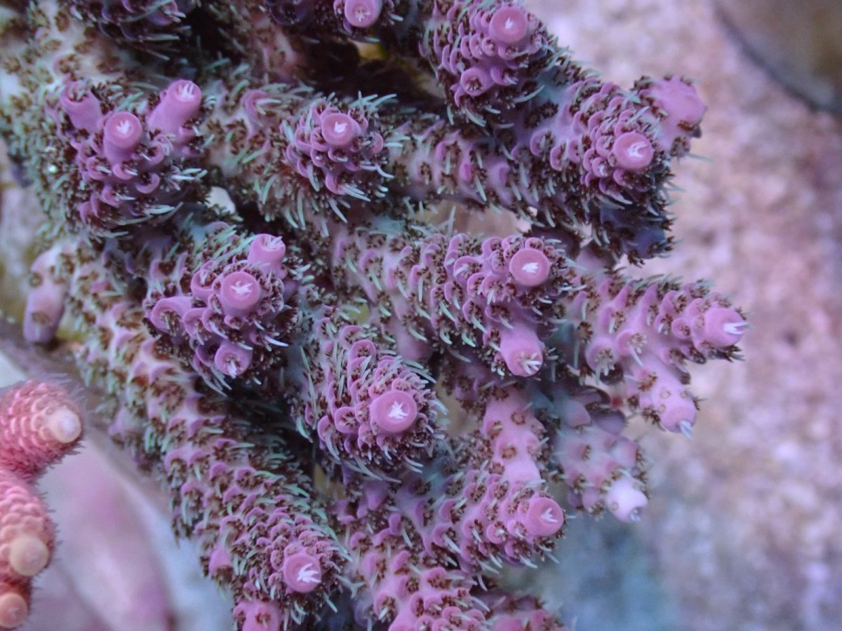 画像2: No.44 CF産 Acropora anthocercis (2)