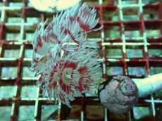 画像2: No.9 ハードチューブ　ツイン・クリスマス (2)