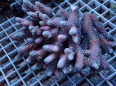 画像1: No.50 オーストラリア産 ハイマツミドリイシ (1)