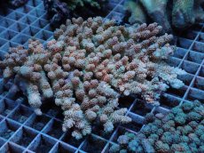 画像1: No.54 オーストラリア産 クシハダミドリイシ (1)