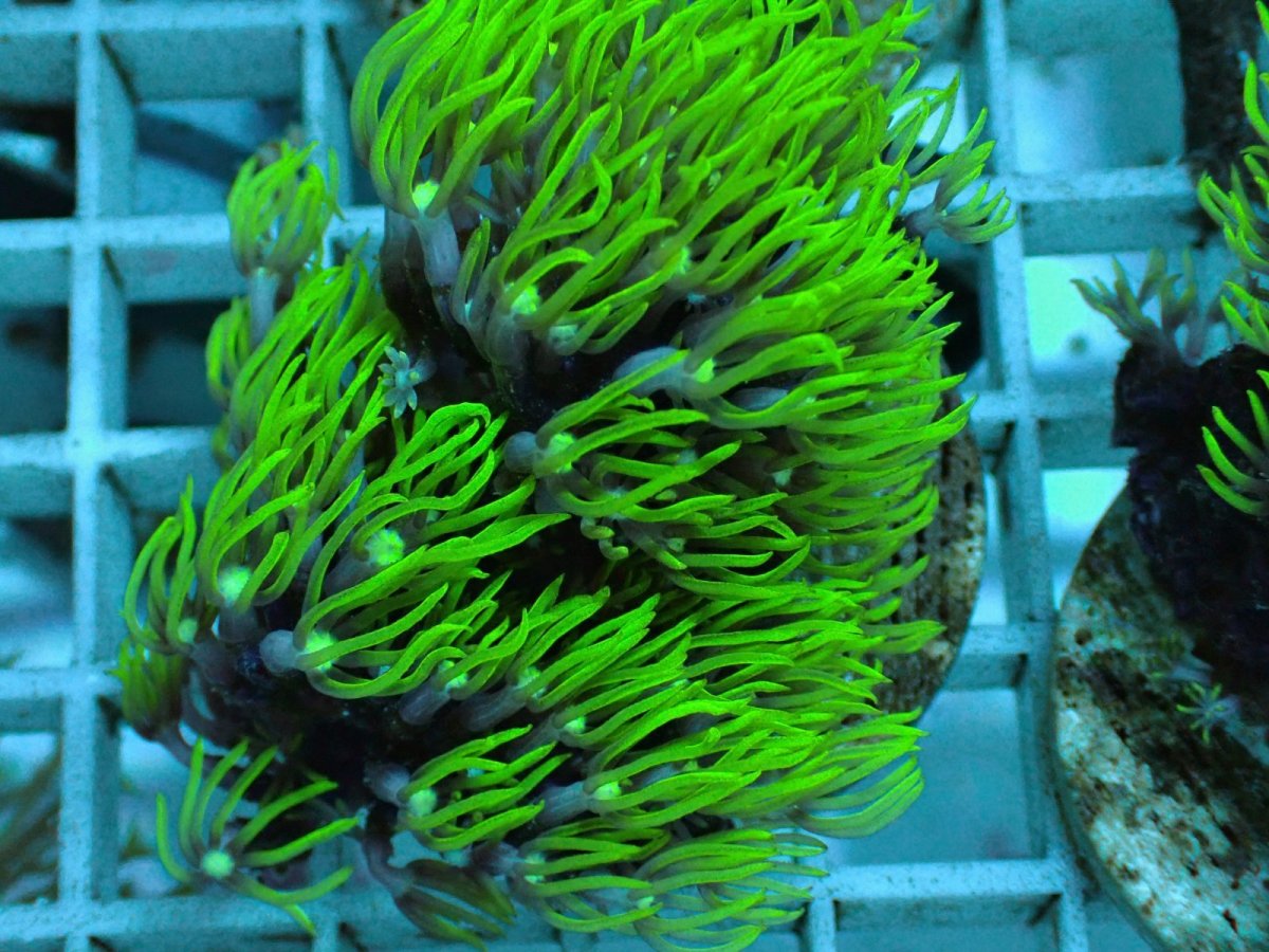 画像2: No.3 スターポリプ  スーパー・ノヴァ (2)