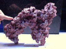 画像2: No.21 人工ライブロック 約0.9kg (2)