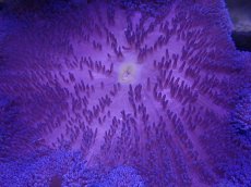 画像2: No.8 ハタゴイソギンチャク　ブルー (2)