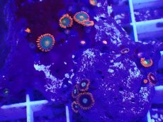 画像2: No.8 フィジー産 マメスナギンチャク　 (2)