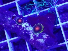 画像2: No.9 フィジー産 マメスナギンチャク　 (2)