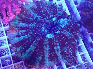 アザミハナガタサンゴ を買うならアクアスタイルユー｜大阪から
