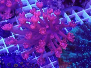 ハナガササンゴ Goniopora を買うならアクアスタイルユー