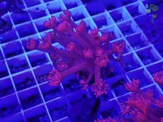 画像1: No.12 トンガ産 ハナガササンゴ レッド (1)